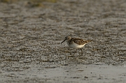 Little stint